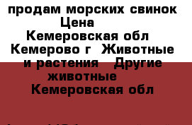 продам морских свинок › Цена ­ 600 - Кемеровская обл., Кемерово г. Животные и растения » Другие животные   . Кемеровская обл.